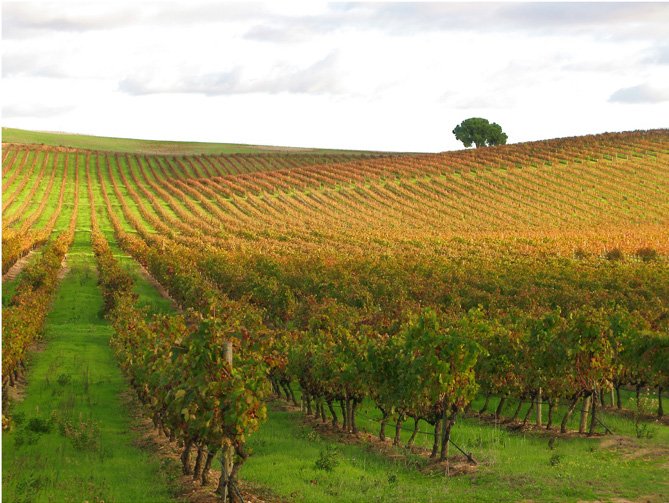 Vineyards in the Alentejo in autumn